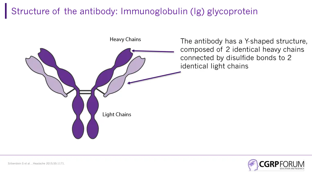 structure of the antibody immunoglobulin