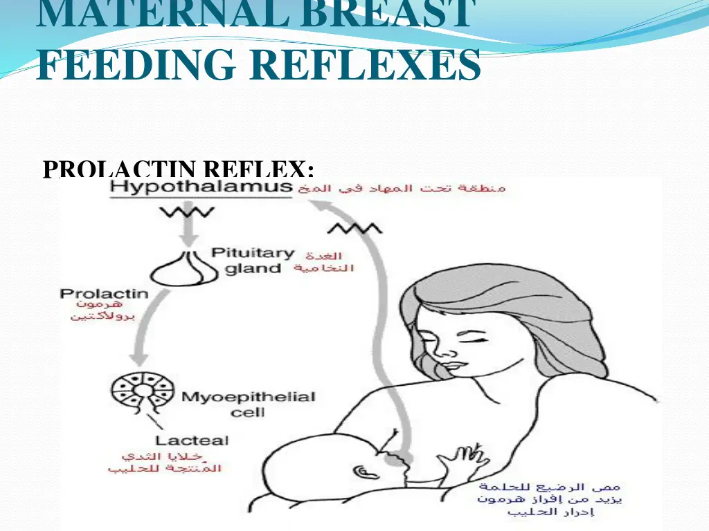 maternal breast feeding reflexes