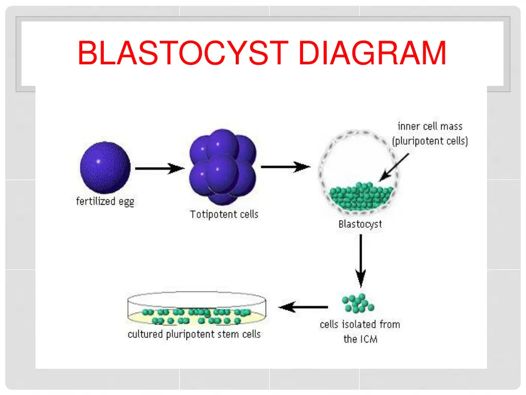 blastocyst diagram