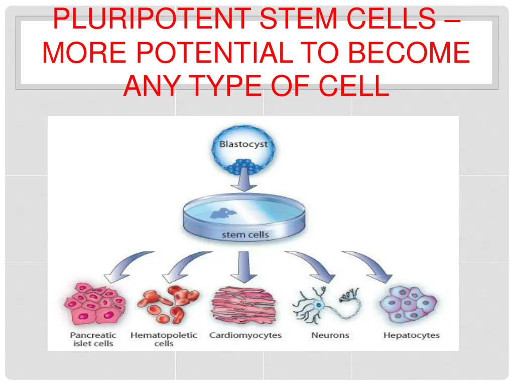 pluripotent stem cells more potential to become