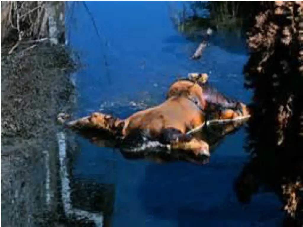 slide37