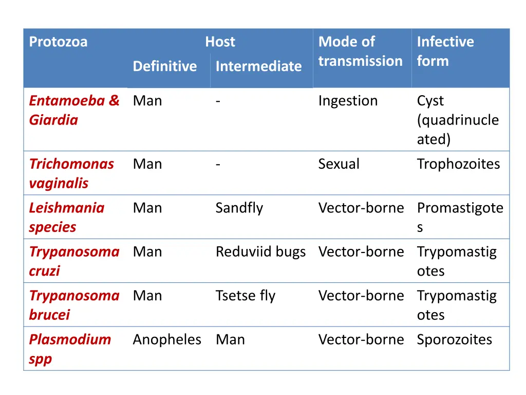 protozoa