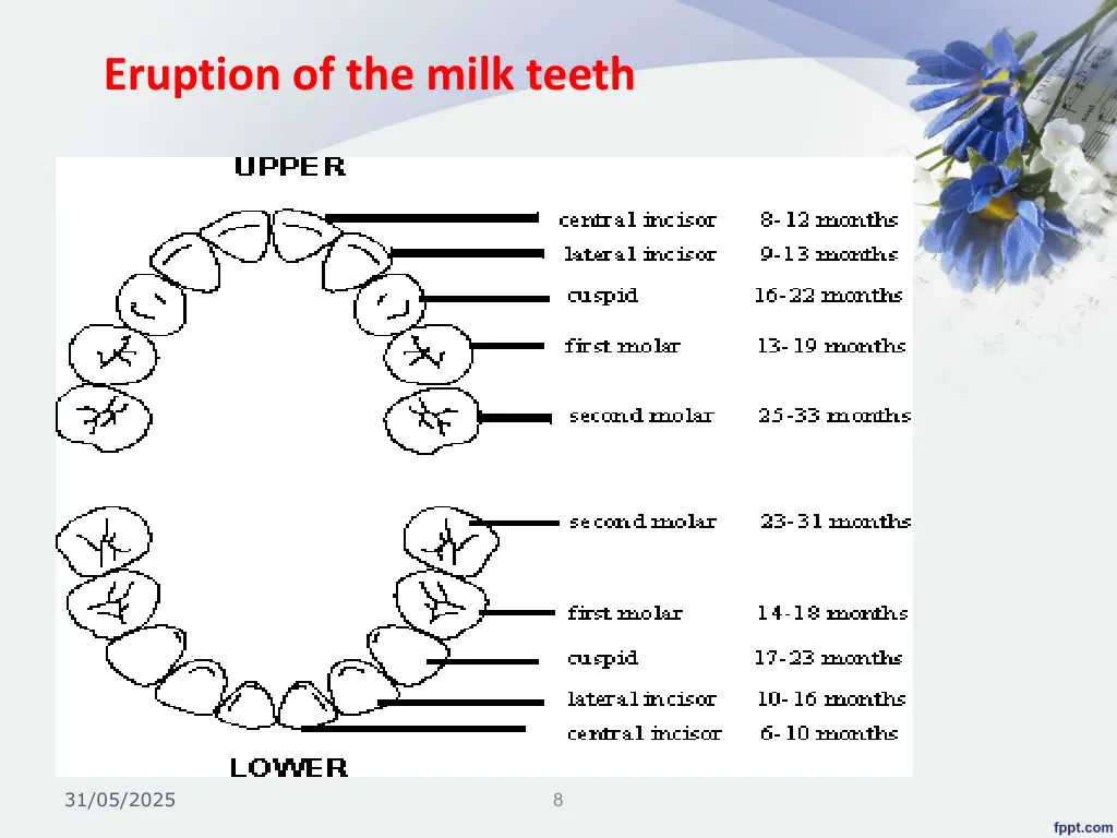 eruption of the milk teeth