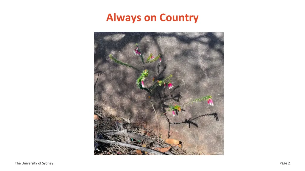 always on country