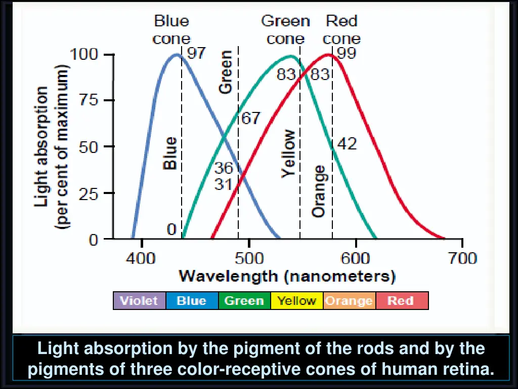 light absorption by the pigment of the rods