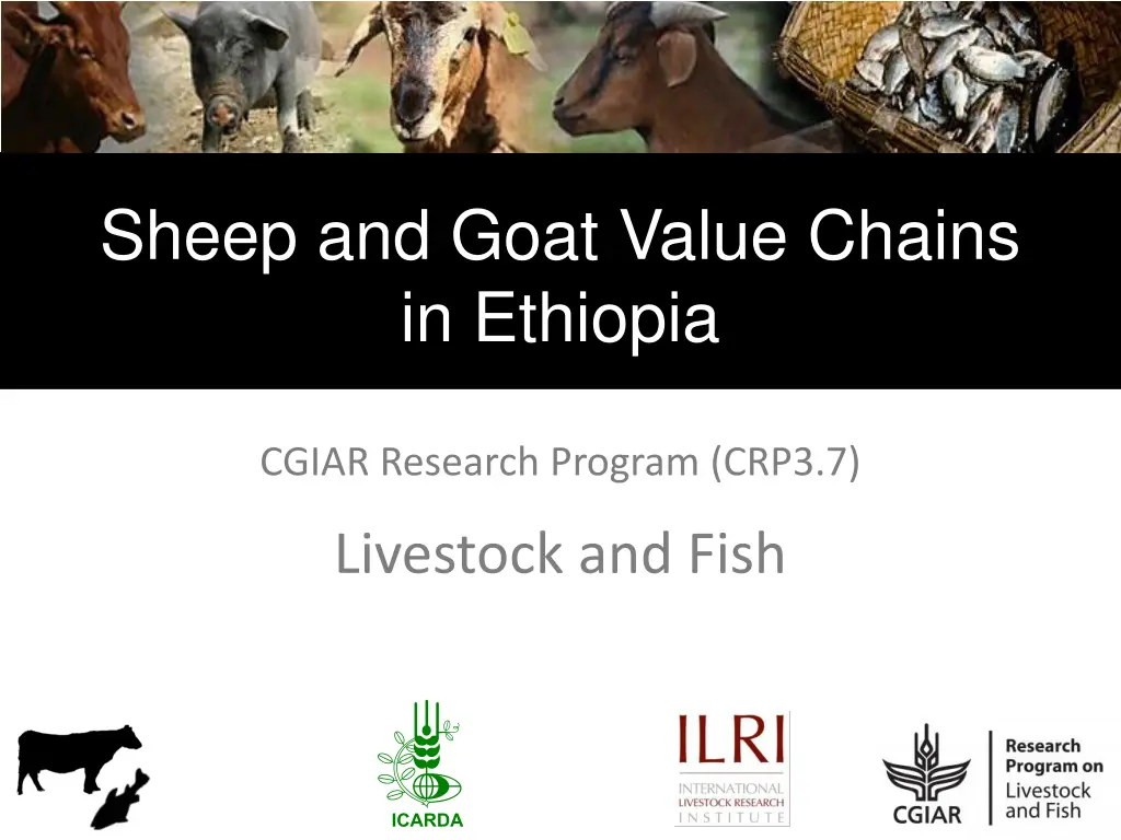 sheep and goat value chains in ethiopia
