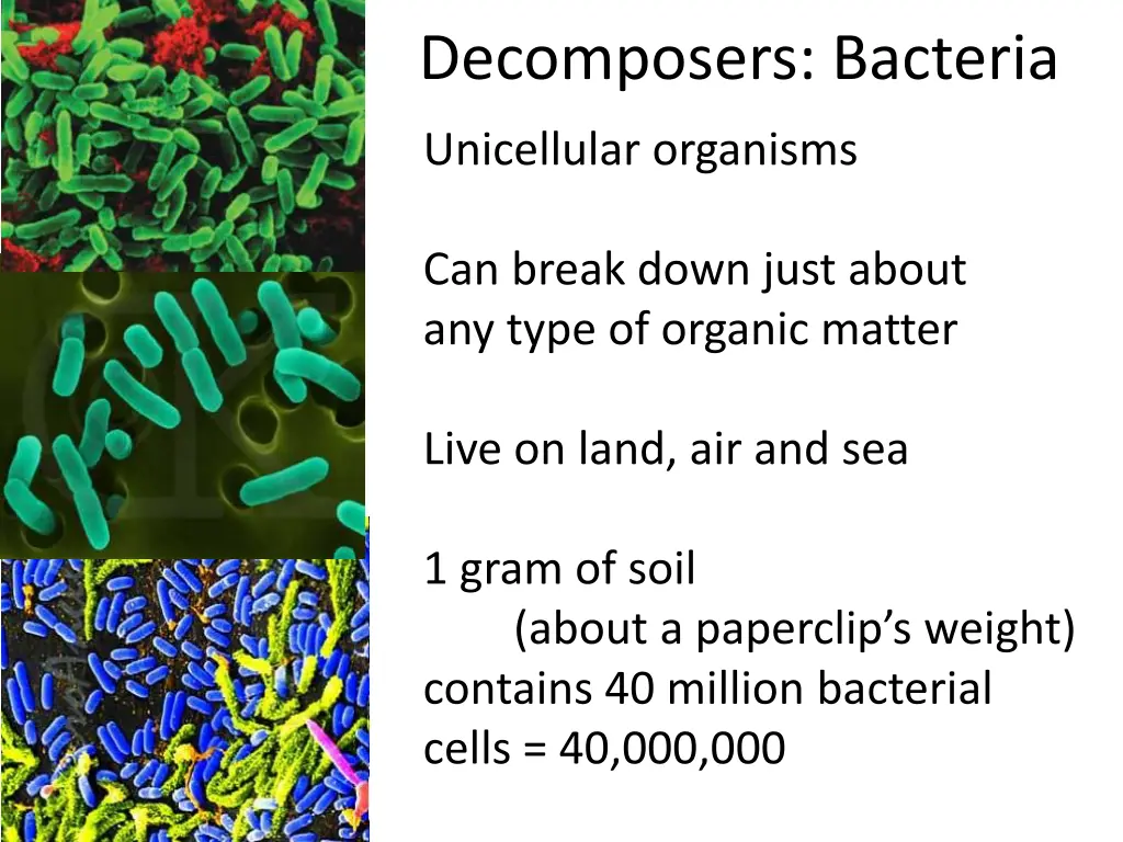 decomposers bacteria
