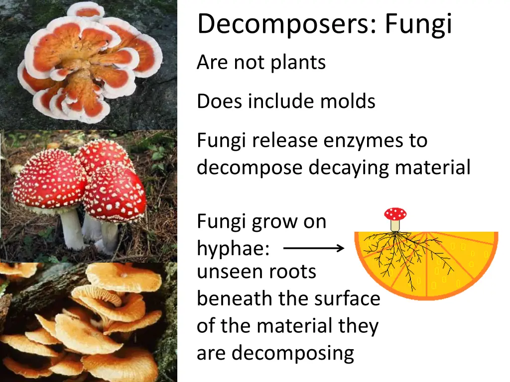 decomposers fungi are not plants