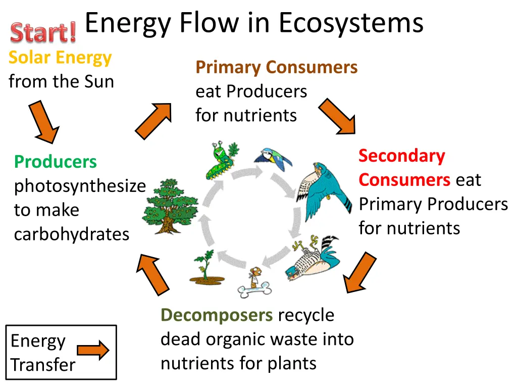 energy flow in ecosystems solar energy from