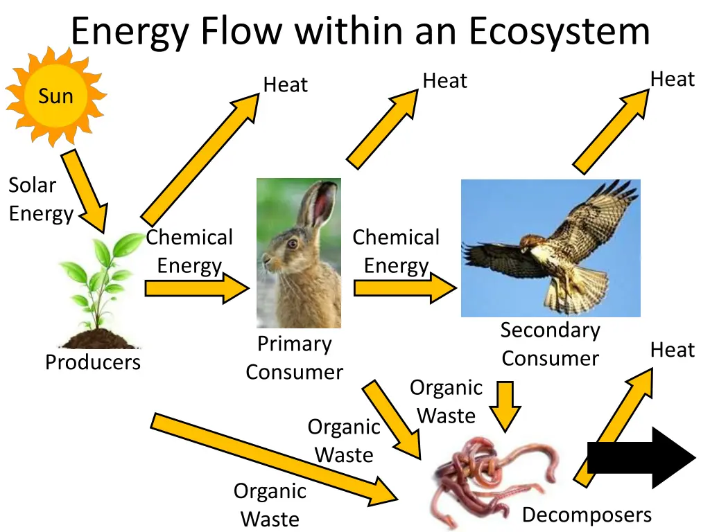 energy flow within an ecosystem