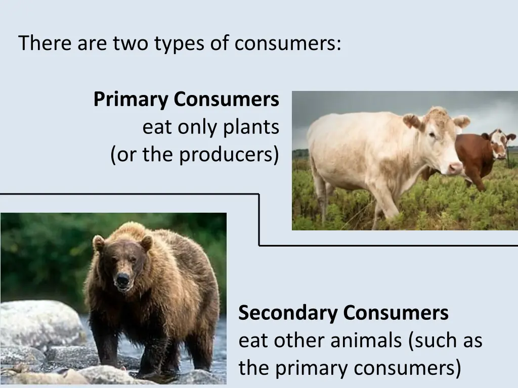 there are two types of consumers
