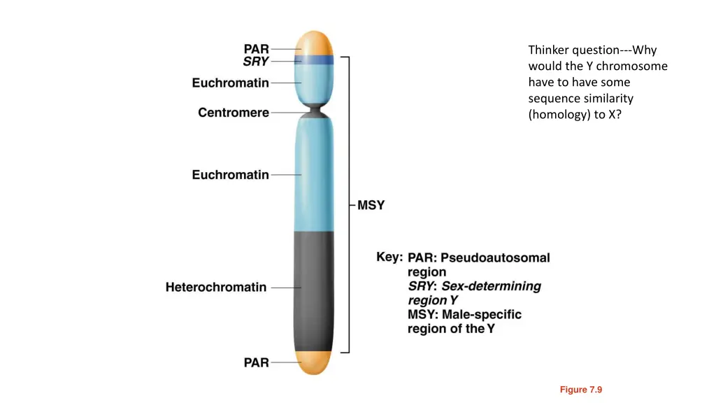 thinker question why would the y chromosome have