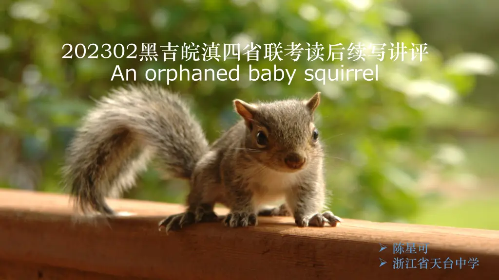 202302 an orphaned baby squirrel