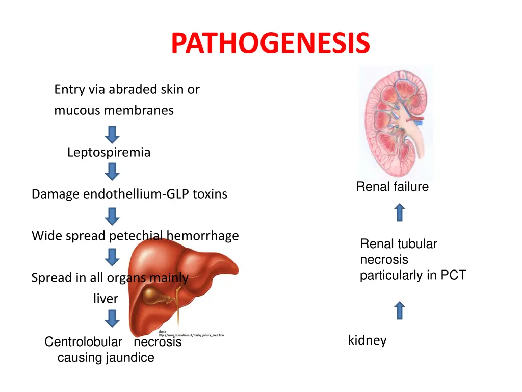pathogenesis