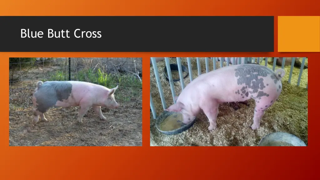 blue butt cross