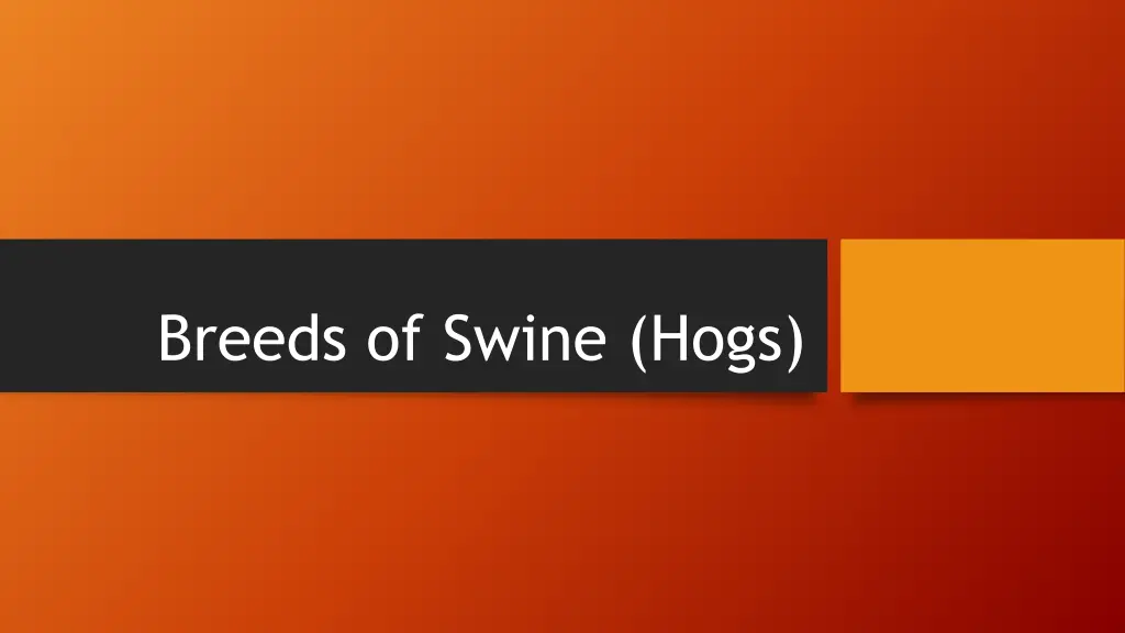 breeds of swine hogs