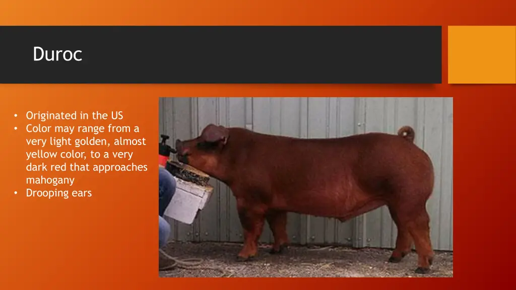 duroc