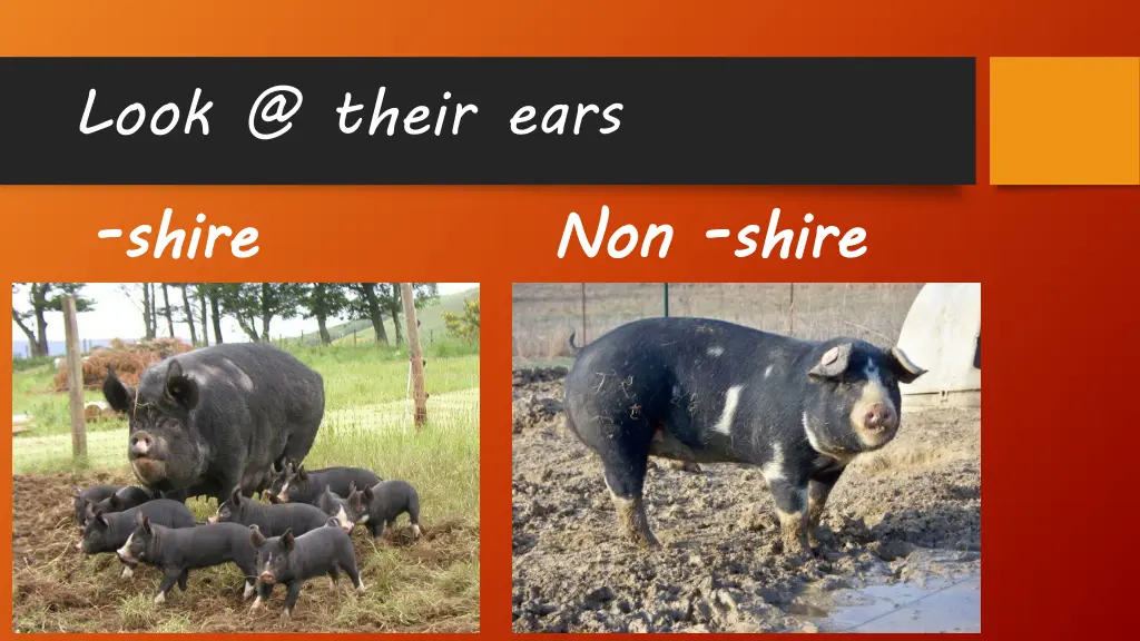look @ their ears shire