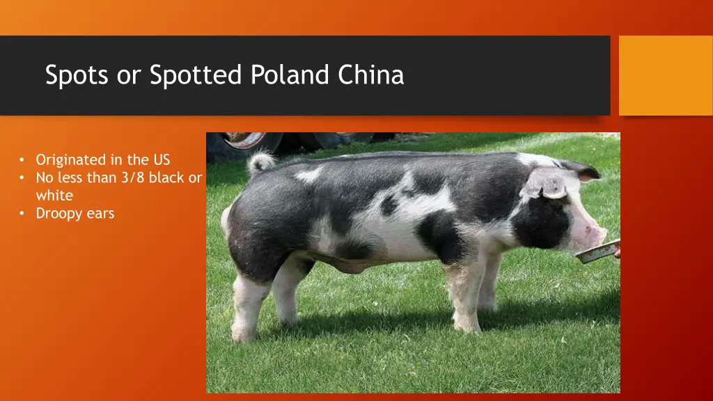 spots or spotted poland china