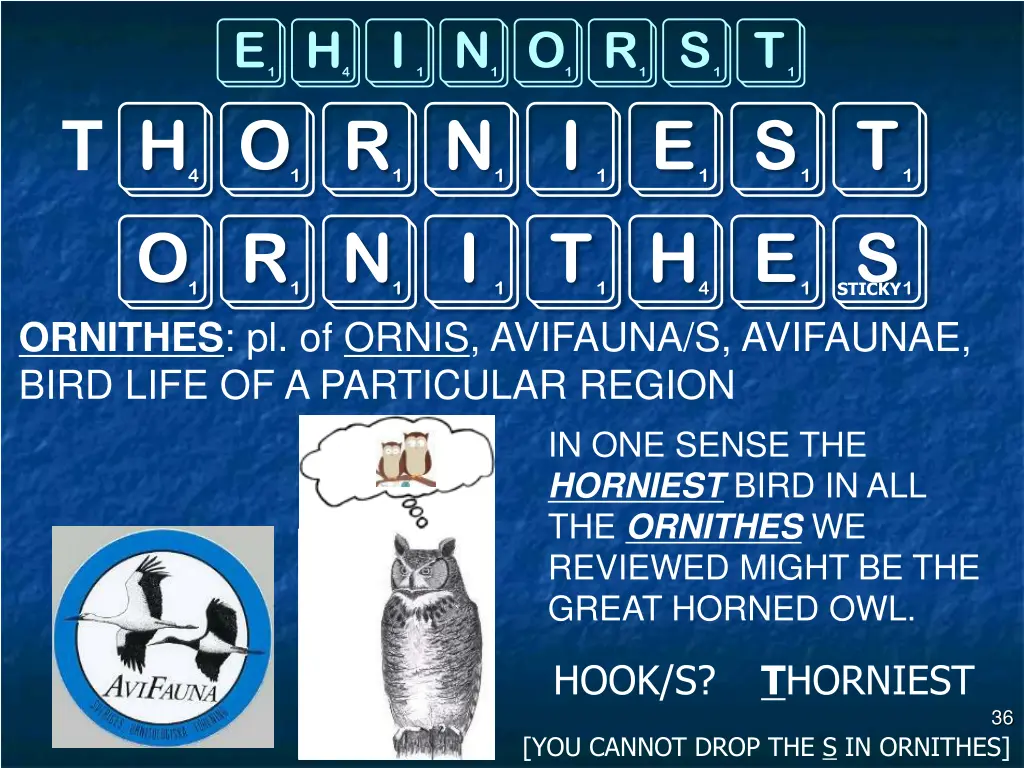 ehinorst horniest ornithes ornithes pl of ornis