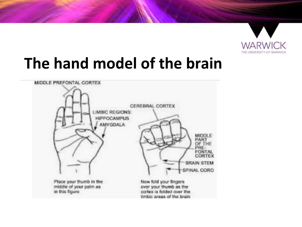 the hand model of the brain