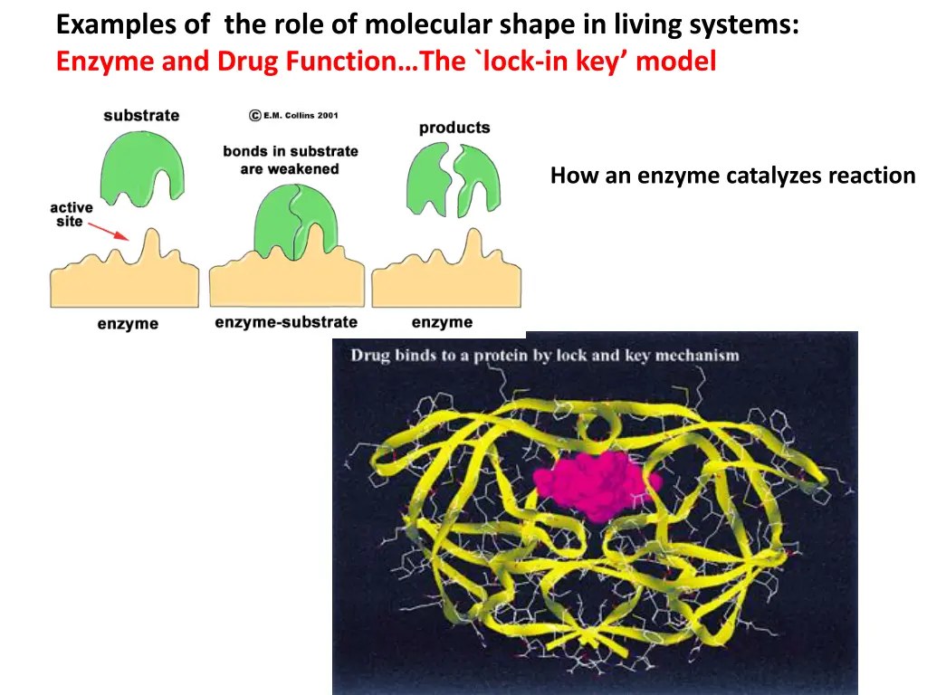 examples of the role of molecular shape in living 1