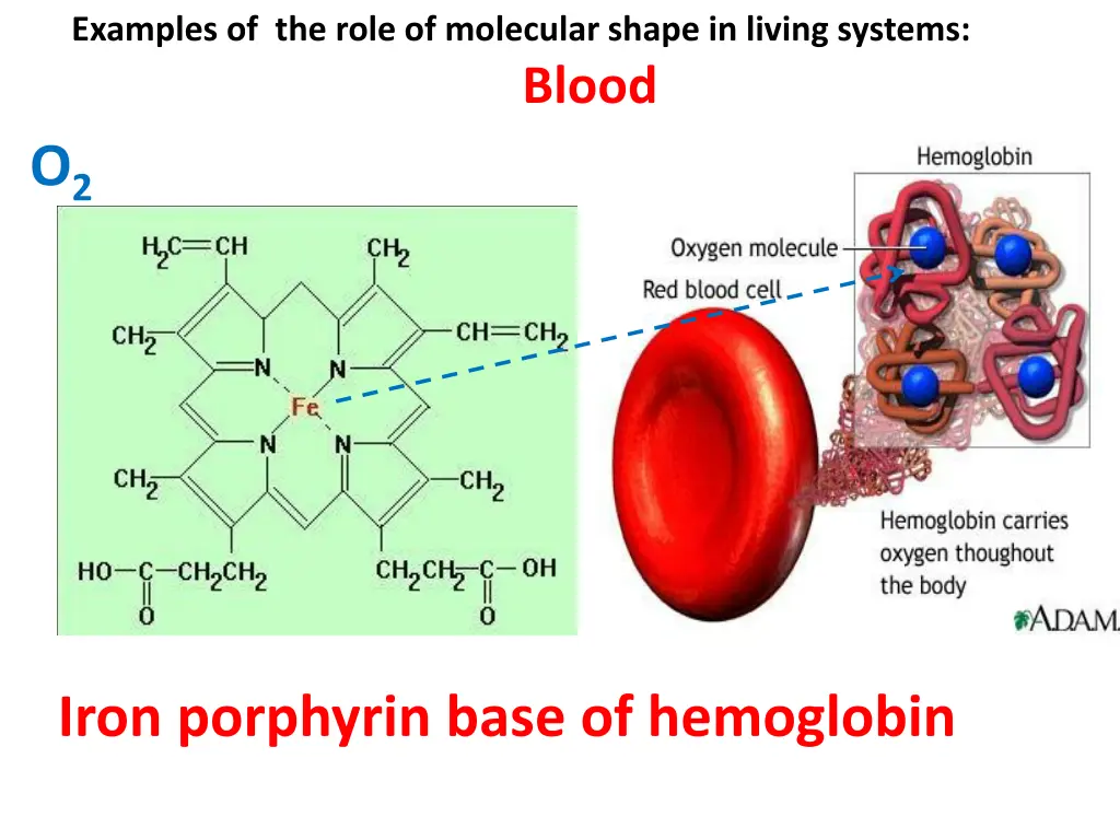 examples of the role of molecular shape in living