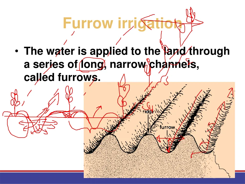 furrow irrigation 1