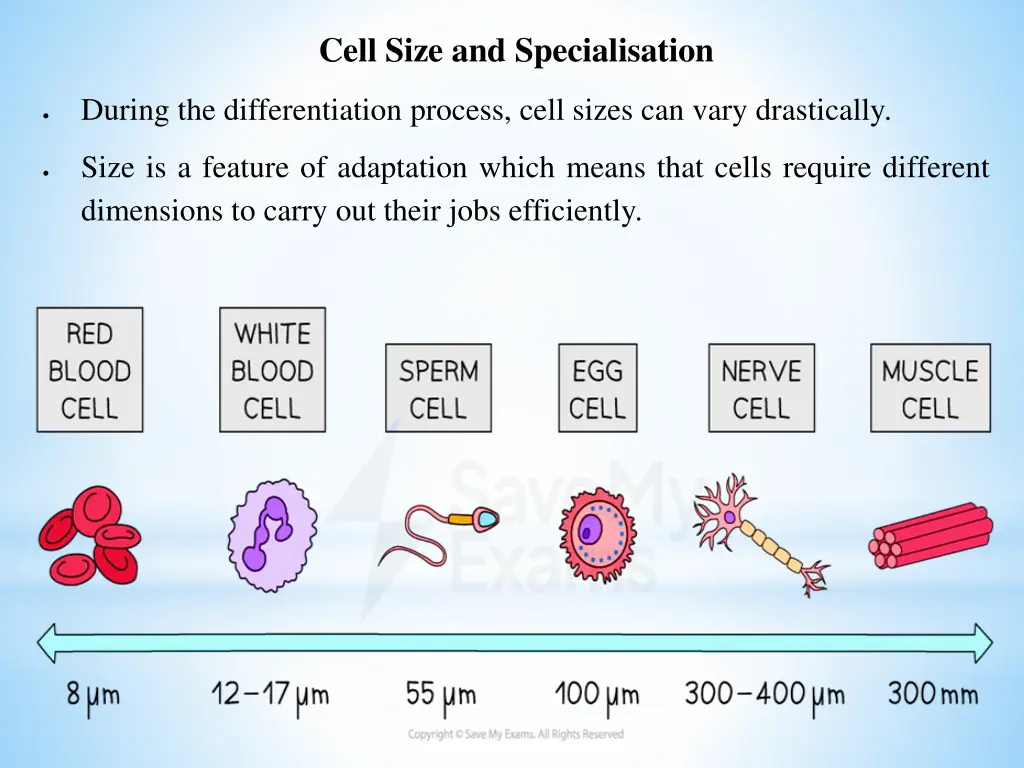 cell size and specialisation