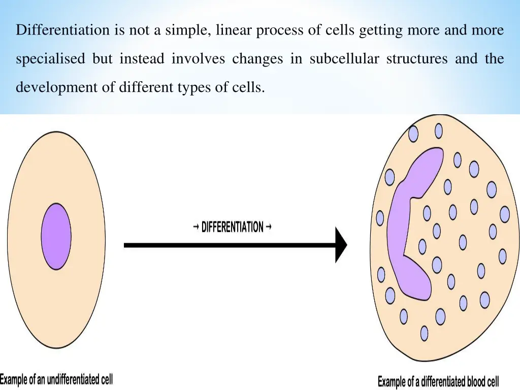 differentiation is not a simple linear process