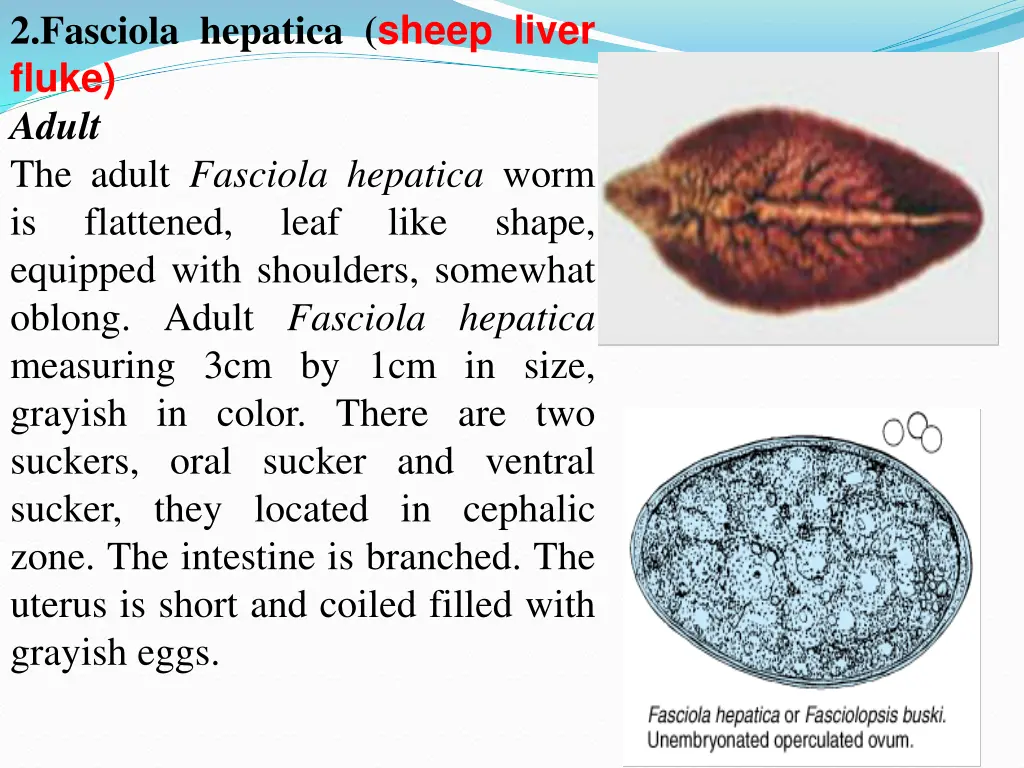 2 fasciola hepatica sheep liver fluke adult