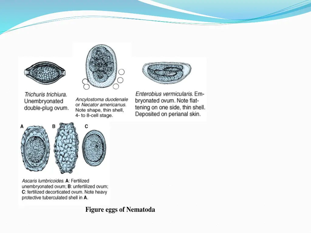 figure eggs of nematoda