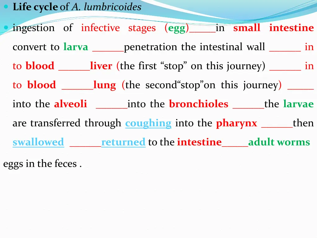 lifecycle of a lumbricoides