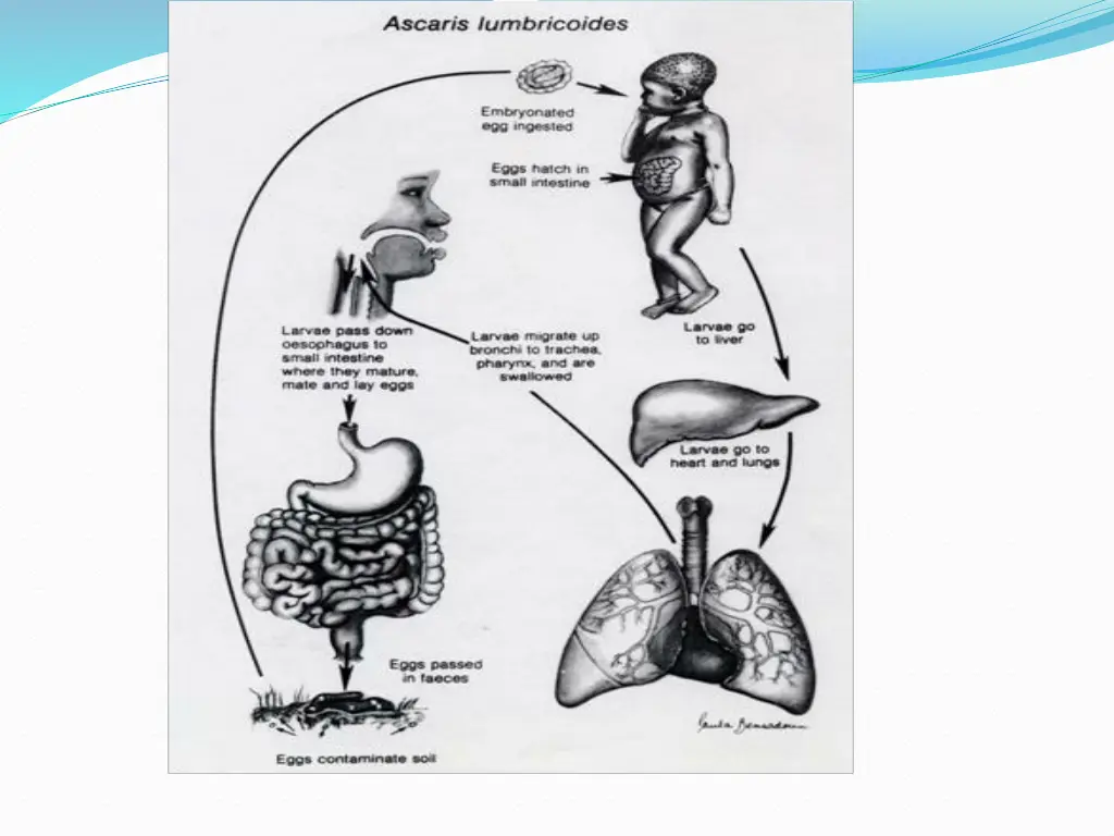 slide18