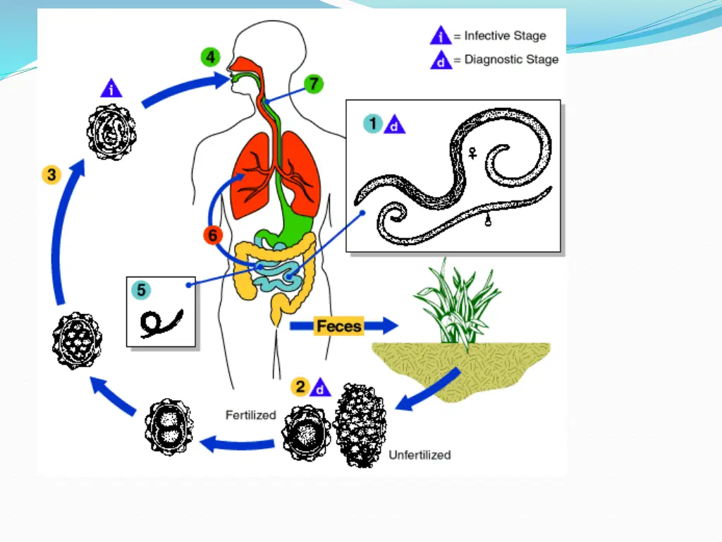 slide19