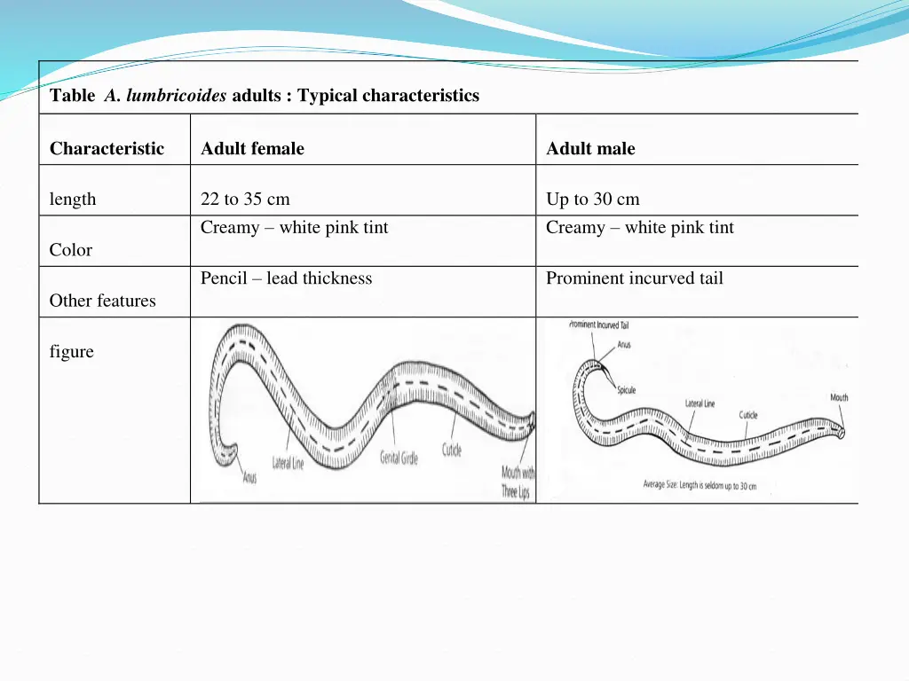 table a lumbricoides adults typical