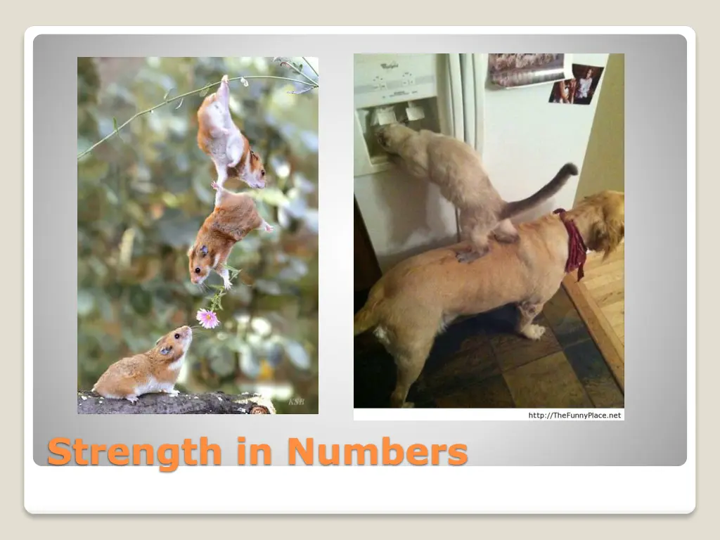 strength in numbers