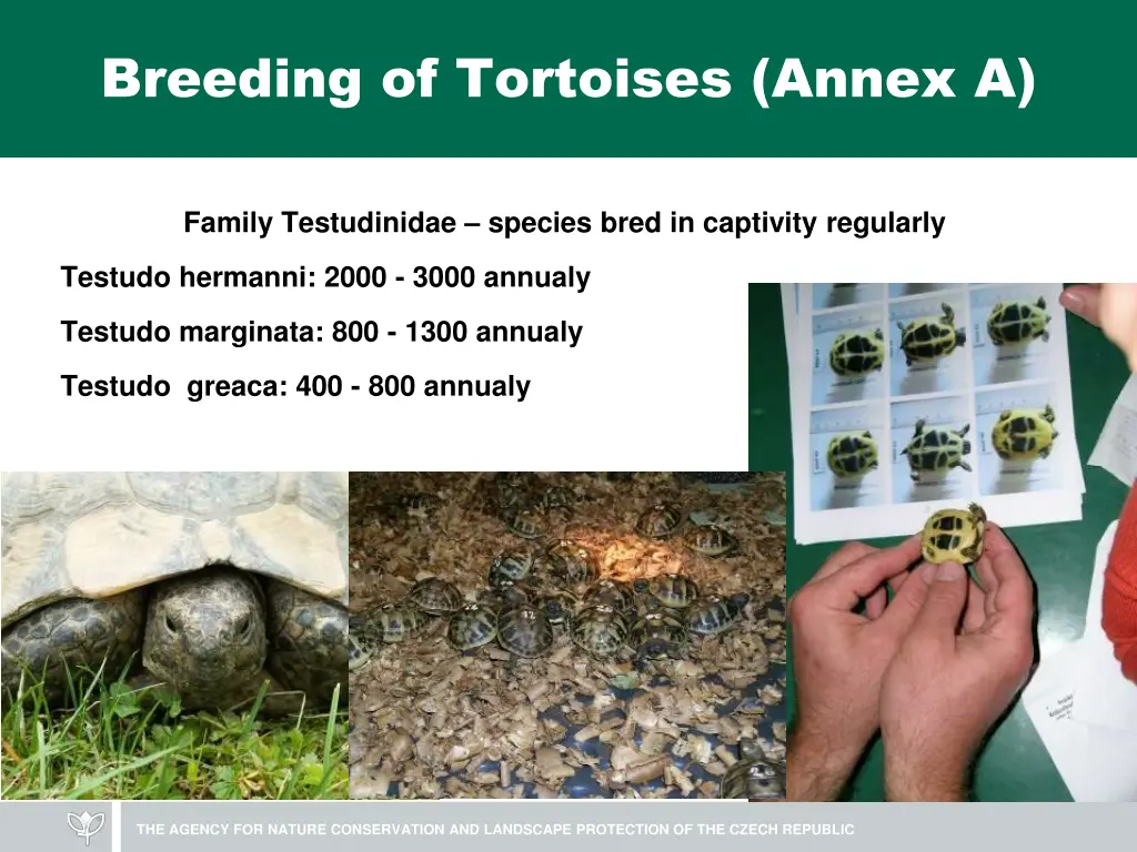 breeding of tortoises annex a