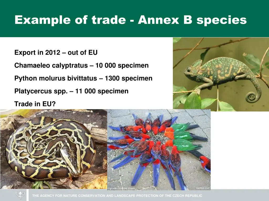 example of trade annex b species