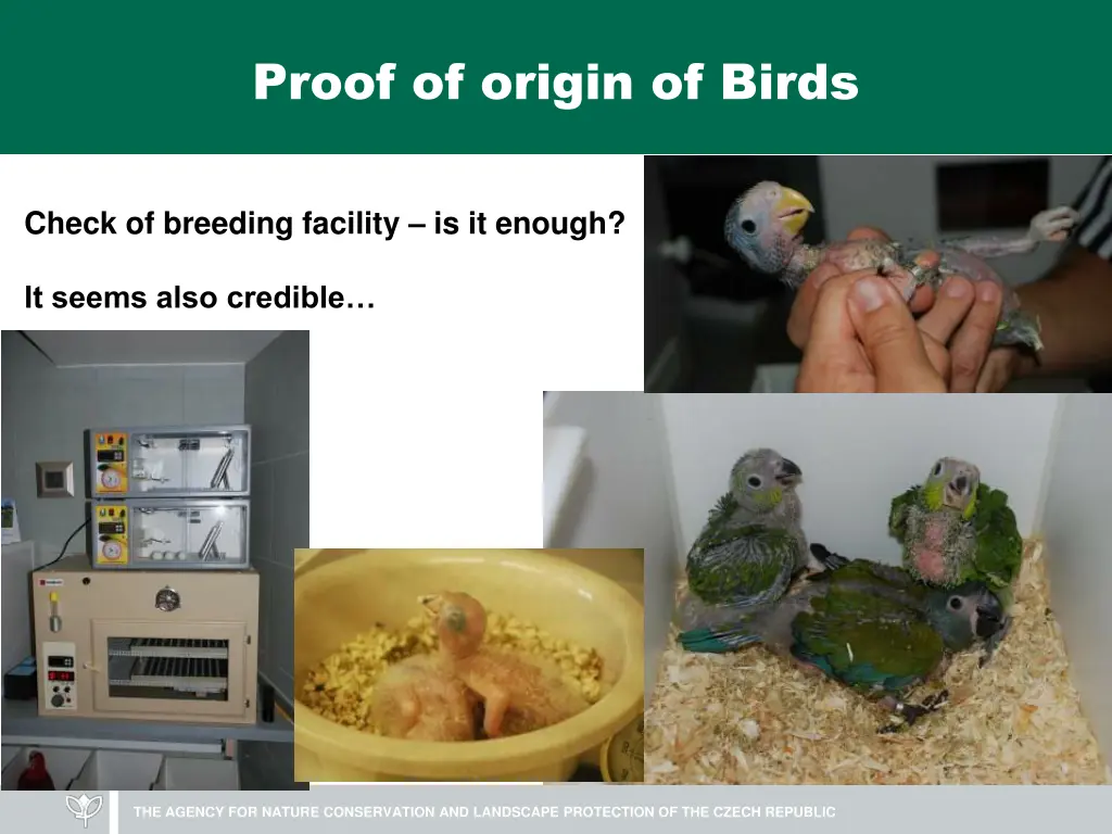 proof of origin of birds