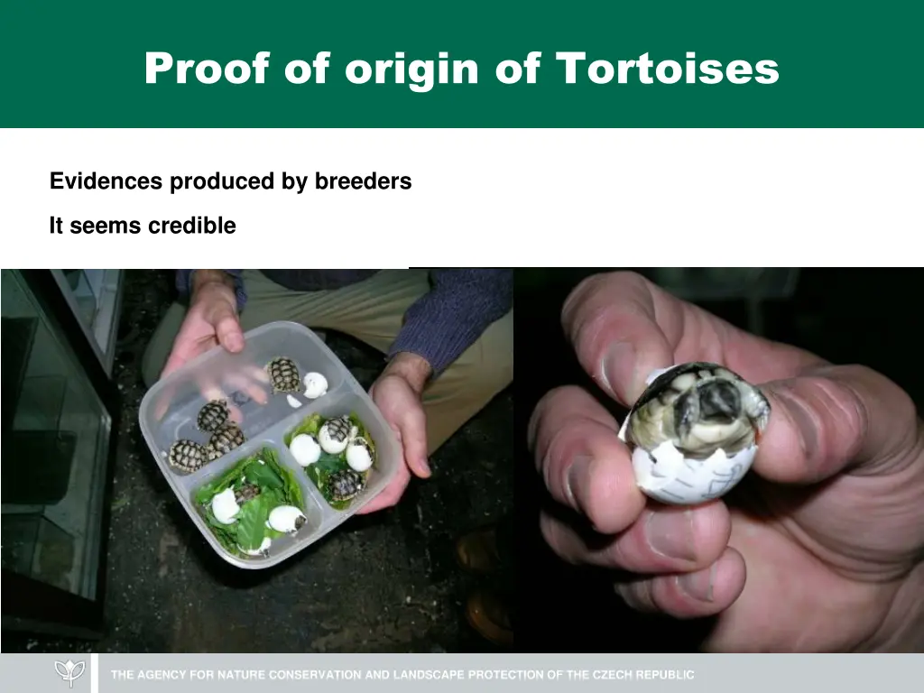 proof of origin of tortoises 1