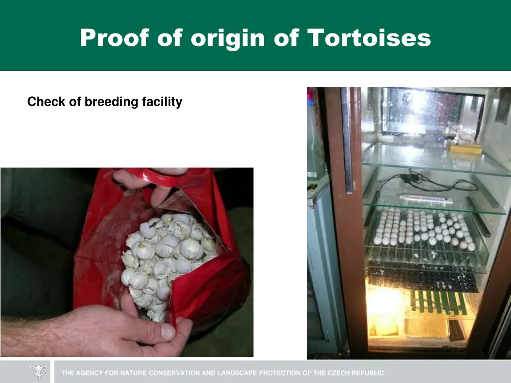proof of origin of tortoises