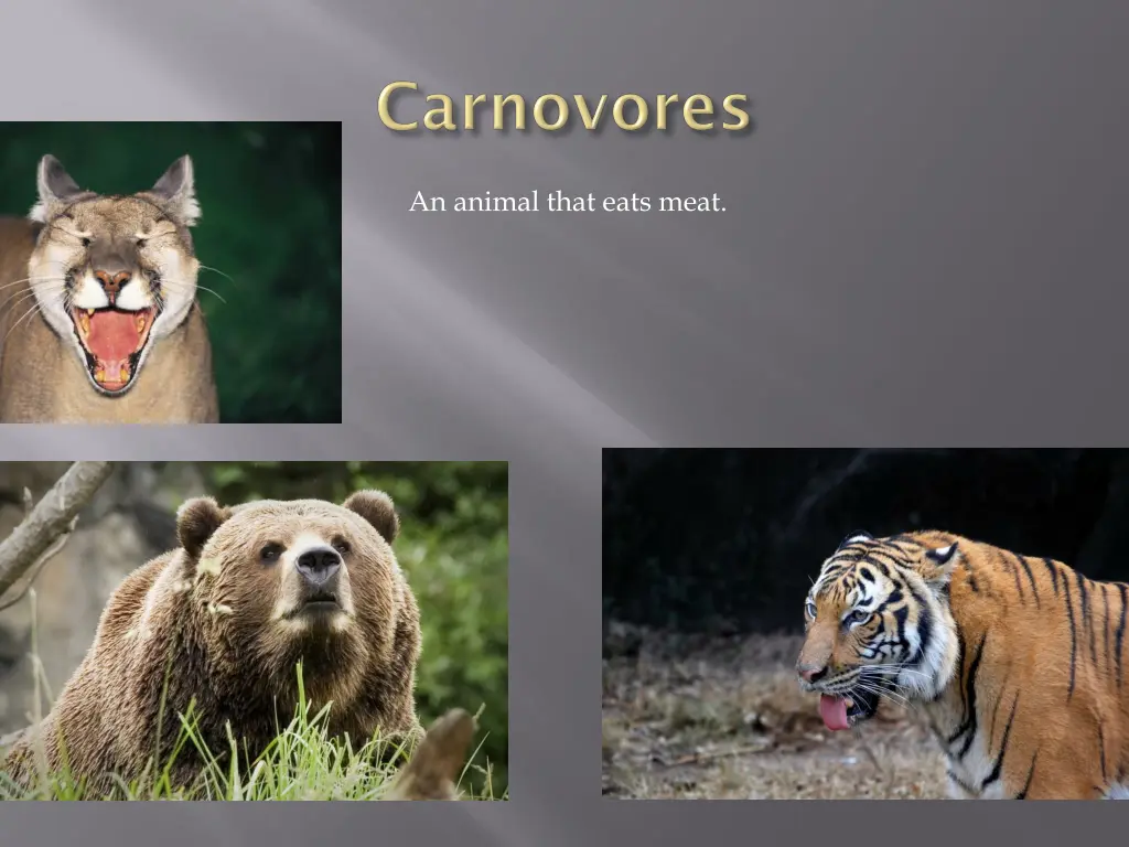 an animal that eats meat