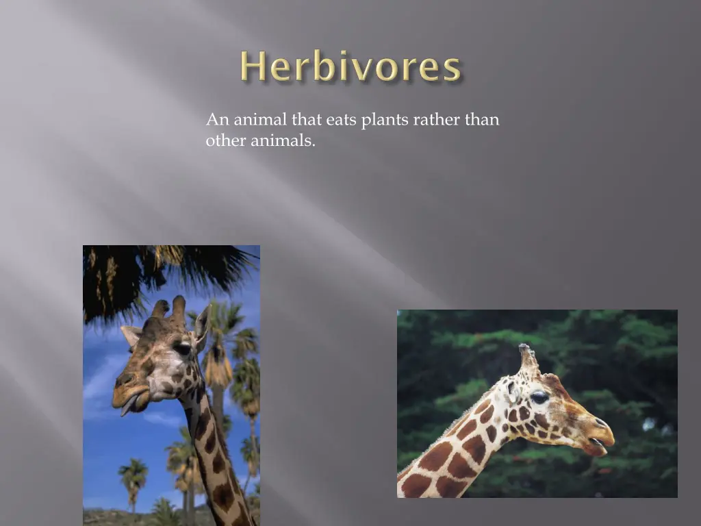 an animal that eats plants rather than other