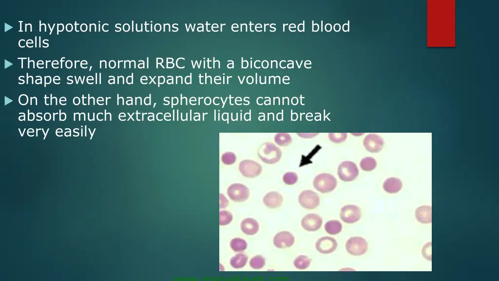 in hypotonic solutions water enters red blood