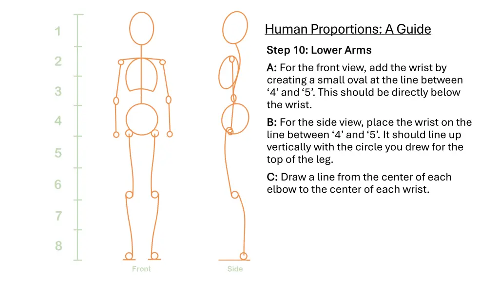 human proportions a guide step 10 lower arms step