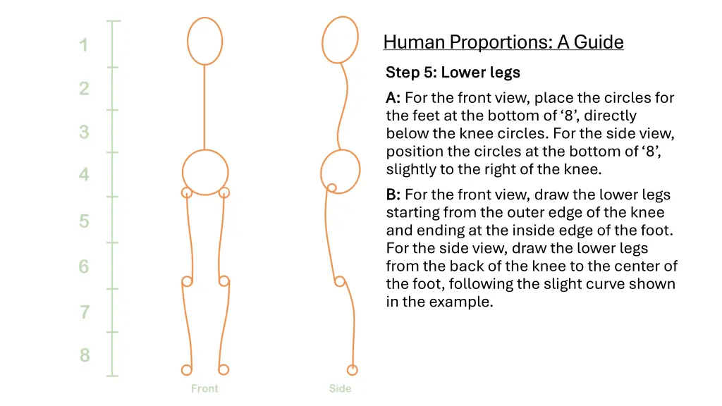 human proportions a guide step 5 lower legs step