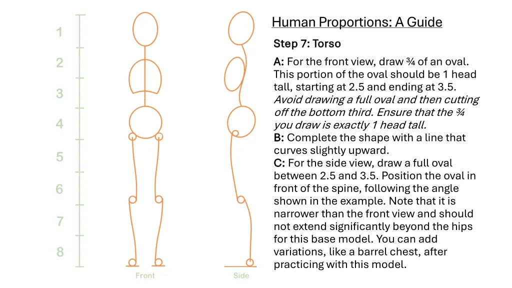 human proportions a guide step 7 torso step