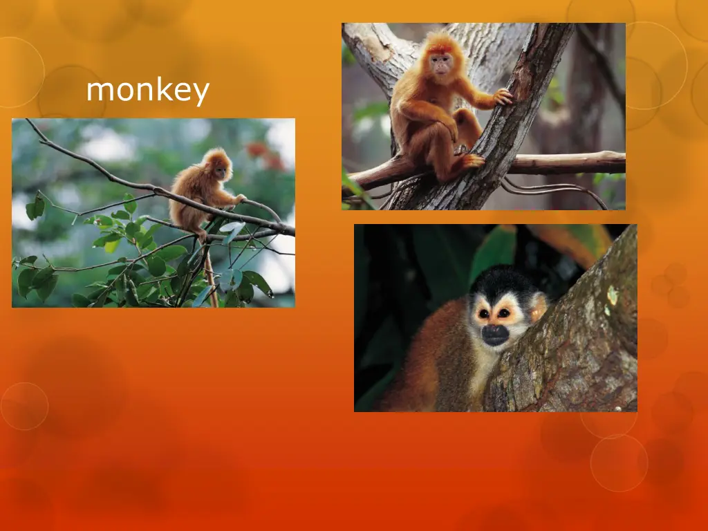 monkey