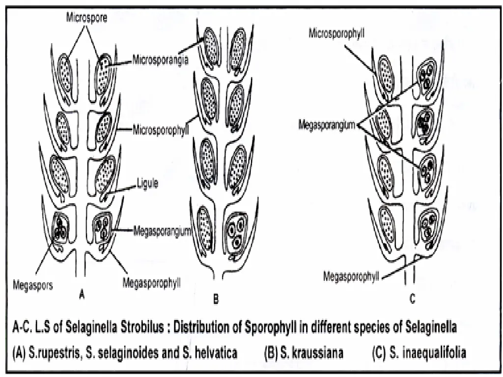 slide11
